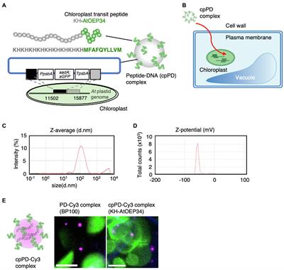 Imaging of the Entry Pathway of a Cell-Penetrating Peptide–DNA Complex From the Extracellular Space to Chloroplast Nucleoids Across Multiple Membranes in Arabidopsis Leaves